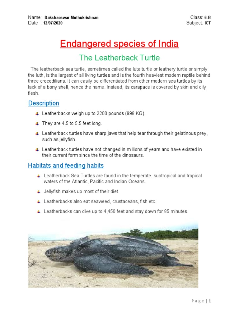 Leatherback Turtle Overview in India | PDF