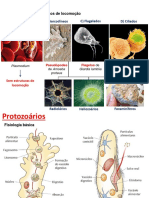 A) Esporozoários B) Sarcodíneos C) Flagelados D) Ciliados: Classificação - Mecanismos de Locomoção