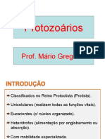 Protozoários: Prof. Mário Gregório