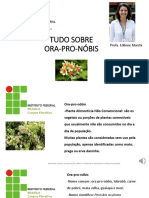 Ora-pro-nóbis planta alimentícia rica em nutrientes