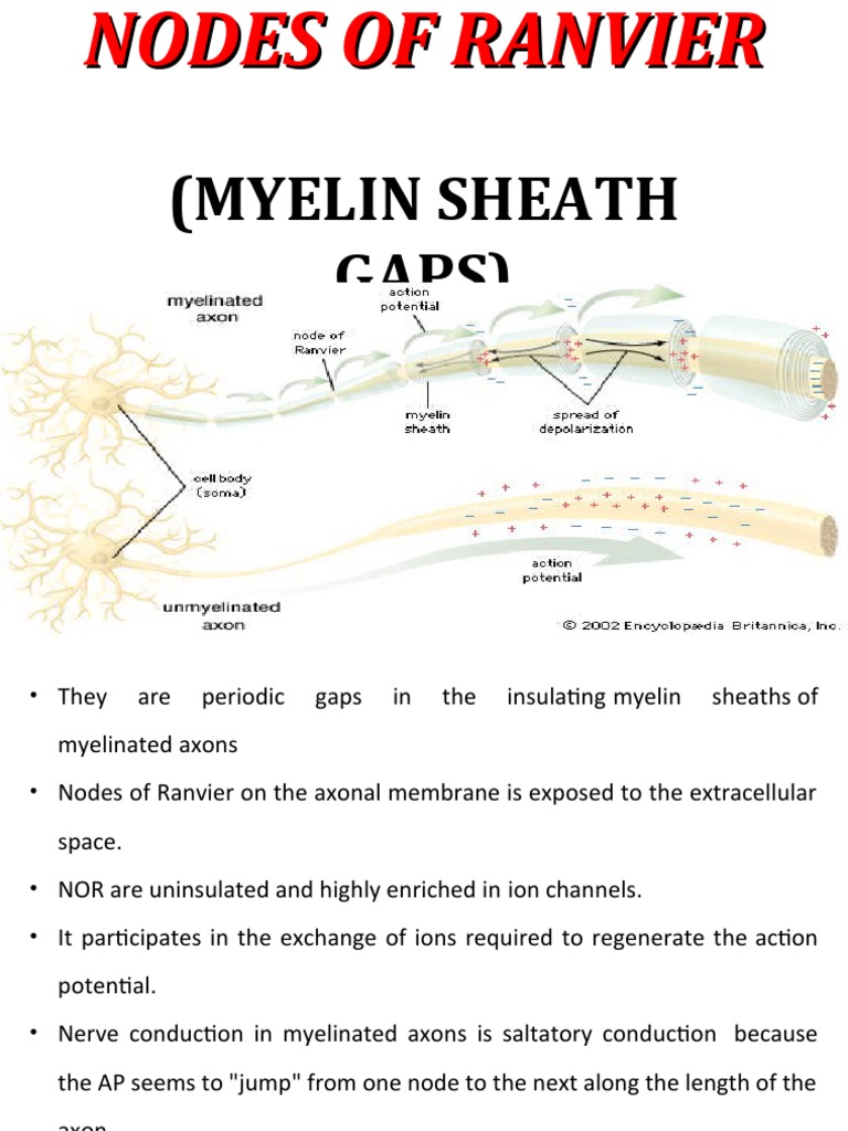 Nodes of Ranvier | PDF | Myelin | Axon