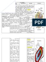 Cuadros Resumen Célula y Orgánelos