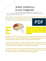 Lóbulo Parietal