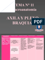 Tema 11 Axila