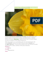 Daffodils, the Flowers Symbolizing Friendship