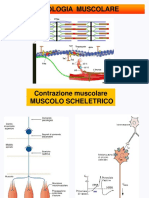 Lezione 1 Contrazione Muscolare PDF