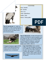 Vultur Gryphus Condor Andino: Tipo de Reproducción: Los Cóndor Son