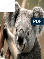 Koala.pdf
