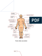 Puntos Vitales Cuerpo