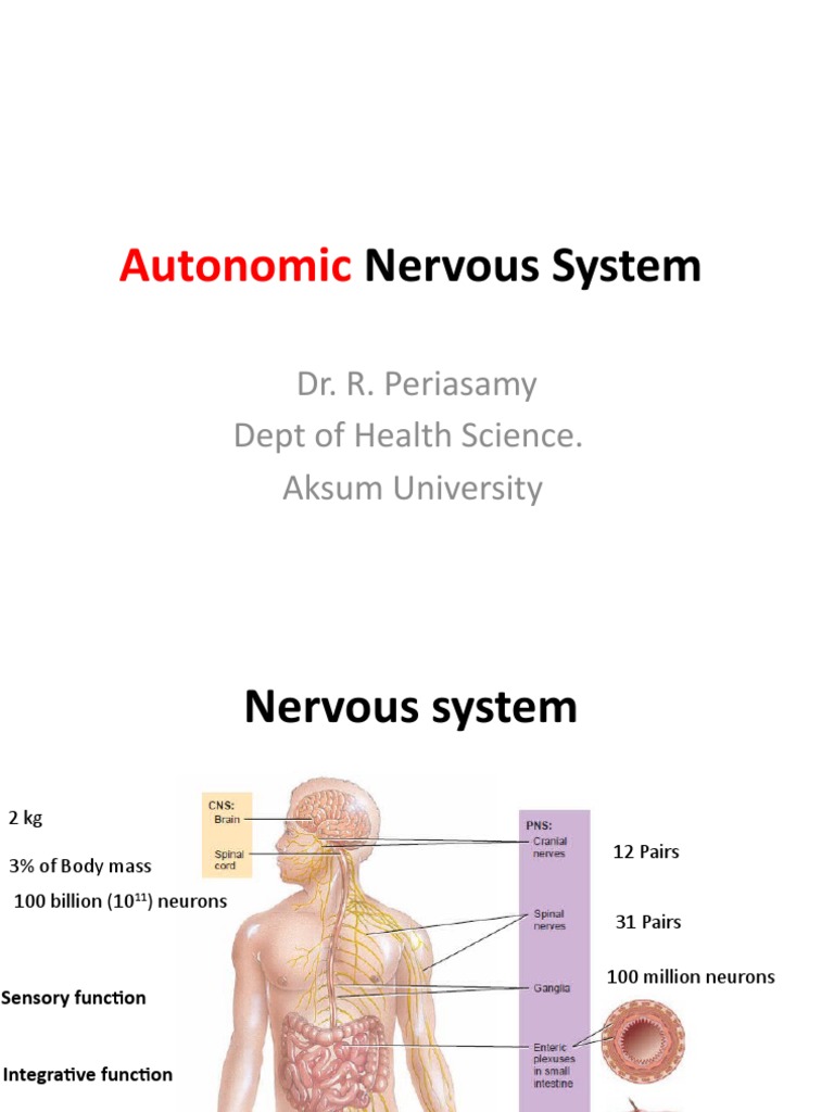Understanding the Autonomic Nervous System | PDF | Autonomic Nervous ...