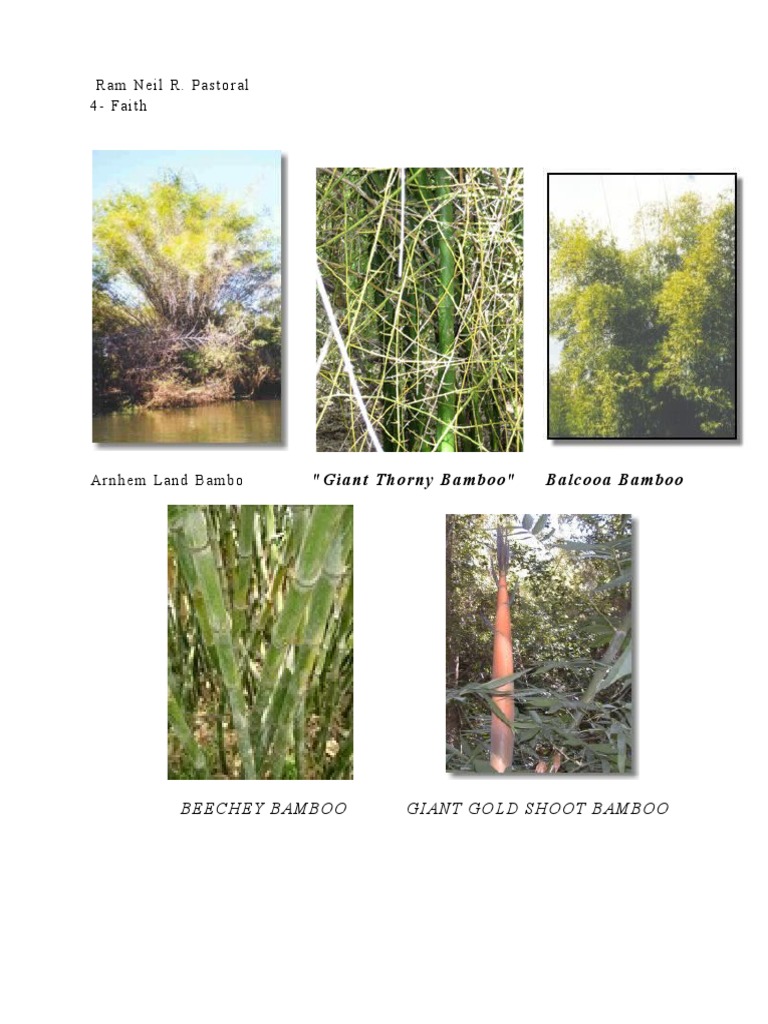 Bamboo Varieties: A Comprehensive Guide | PDF