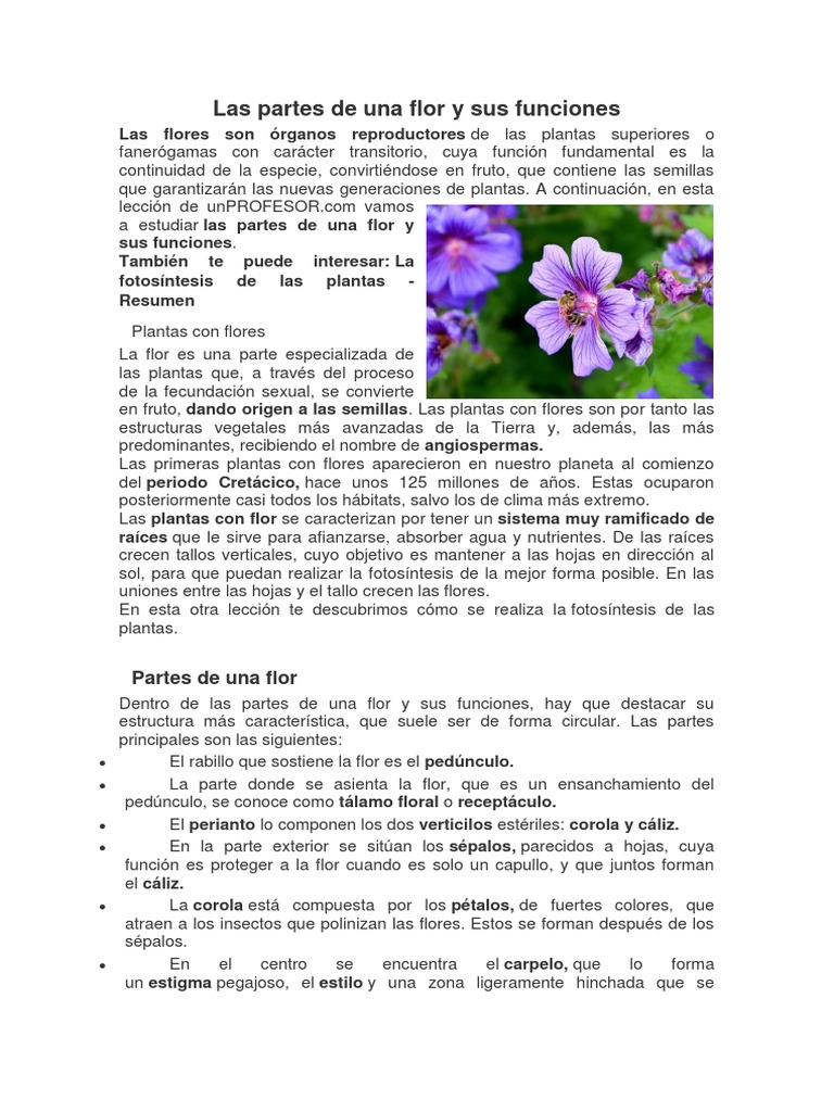 Partes y funciones de la flor | PDF | Flores | Plantas