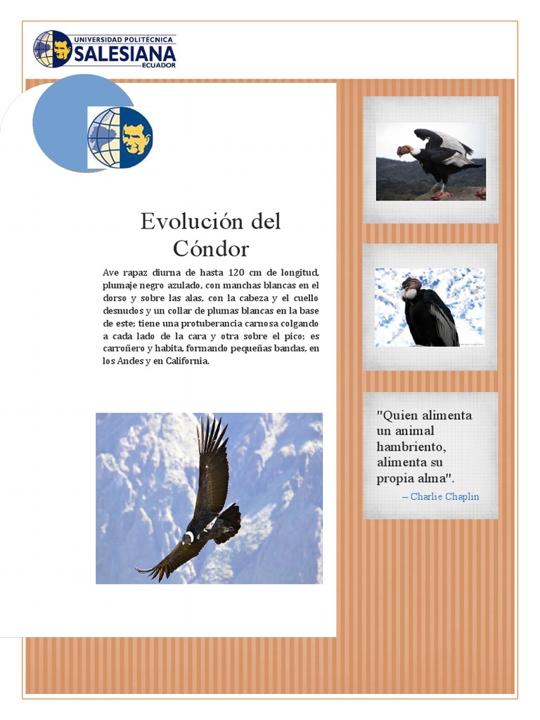 Evolución y características del cóndor | PDF