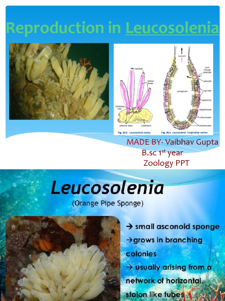 Leucosolenia | PDF | Sponge | Sexual Reproduction