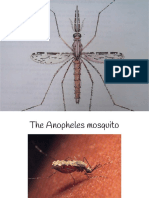 Entomology Slides On Mosquitoes For MBCHB - 111