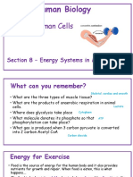 Energy Systems in Muscle Cells 15323354
