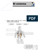 Sistema circulatorio: arterias, corazón y venas