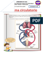 ACTIVIDAD N°128 El-Sistema-Circulatorio-para-Primero-de-Primaria