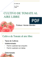 Tomate Aire Libre - Clase PUCV.ppt