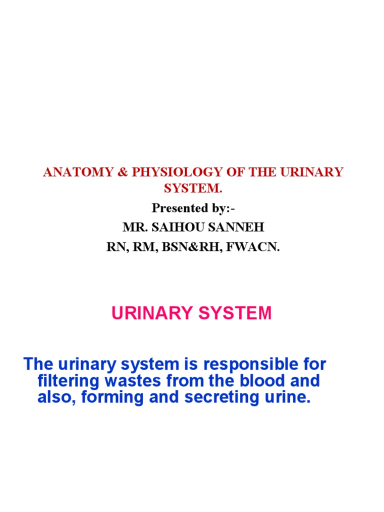 Urinary System Anatomy & Function Guide | PDF | Kidney | Angiotensin