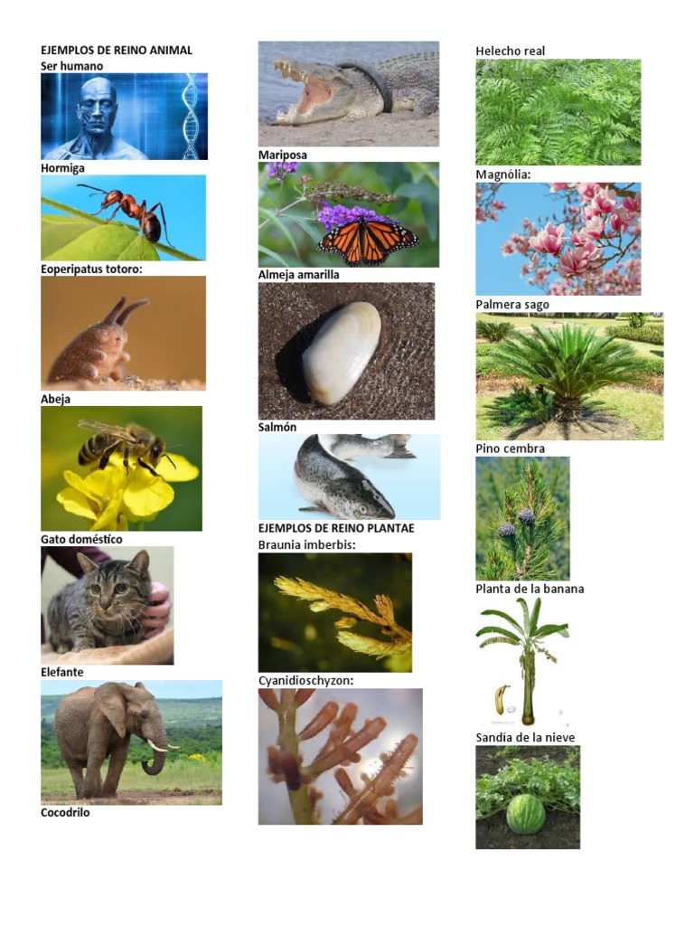 Ejemplos de Reino Animal | PDF