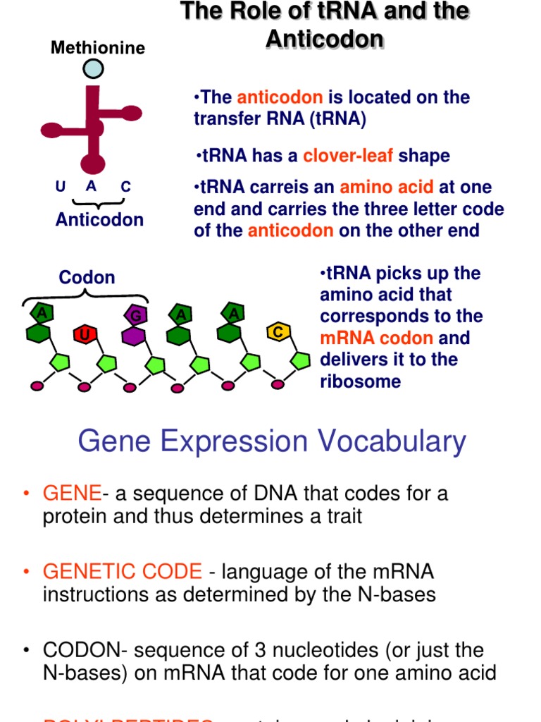Is Located On The Transfer RNA (tRNA) Shape at One End and Carries The ...