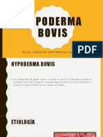 Hypoderma Bovis