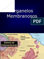 777734303.7-organelos membranososI