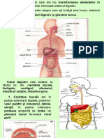 Anatomia Sistemului Digestiv