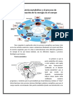 El Patrón Metabólico y El Proceso de Transformación de La Energía en El Cuerpo