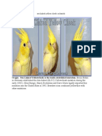 Sex Linked Yellow Cheek Cockatiels