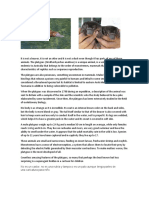 No Es Un Castor, No Es Una Nutria y Tampoco Es Un Pato Aunque Tenga Partes de Una Caricatura para Niño