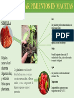 Como Sembrar Pimientos en Macetas