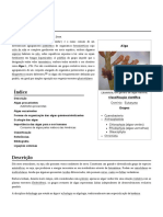 Alga PDF