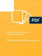 Male Reproductive System in Flowering Plants PDF