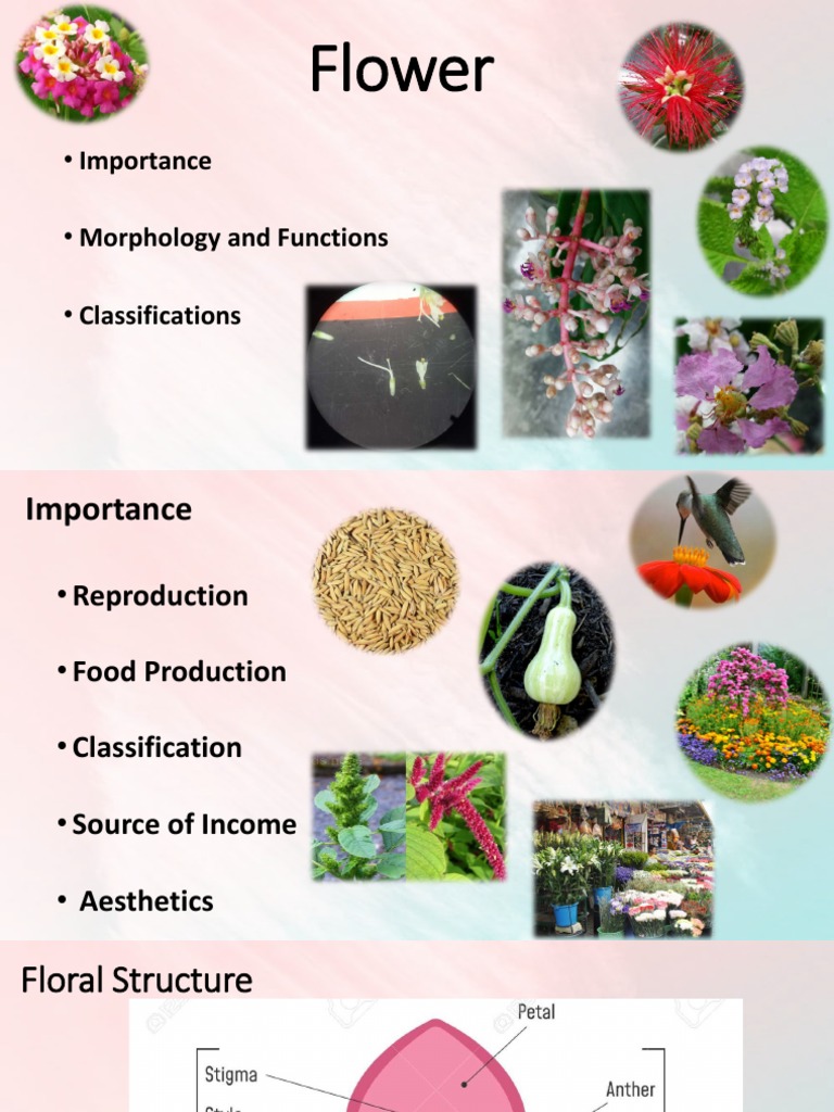 Flower: Importance Morphology and Functions Classifications | PDF