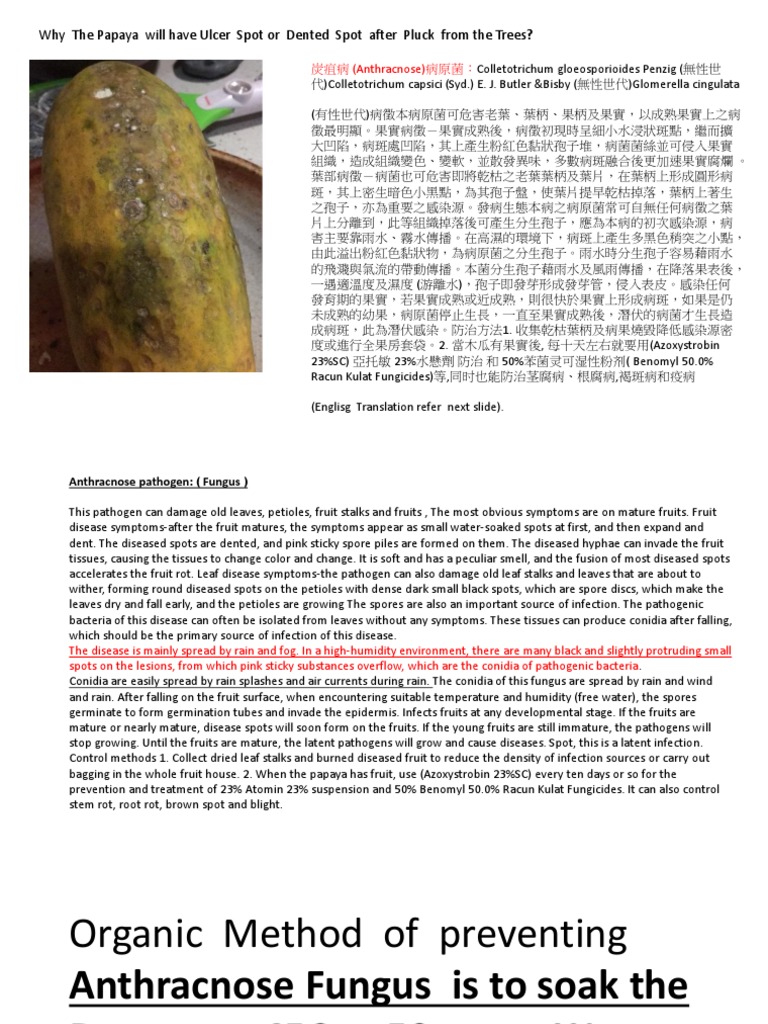 Why The Papaya Will Have Ulcer Spot or Dented Spot After Pluck From The