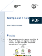 Cloroplastos e Fotossíntese: Profº: Felipe Jeronimo