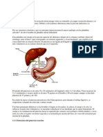 El Páncreas 1.1 Morfología General