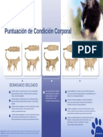 Condicion Corporal Gatos PDF