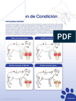 Condicion Muscular Perros PDF