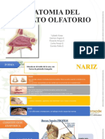 ANATOMIA DEL APARATO OLFAFORIO NUEVAS.pptx