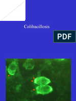 Pathogenesis of Colibacillosis