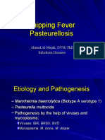 Shipping Fever Pasteurellosis