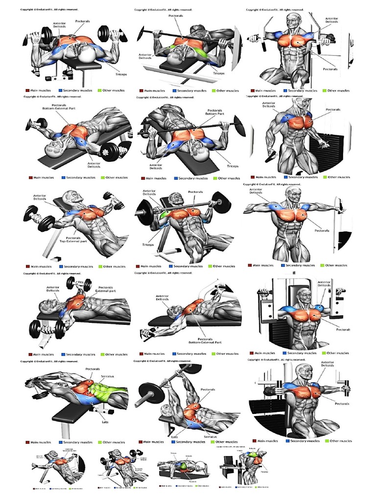 Chest Workout | PDF