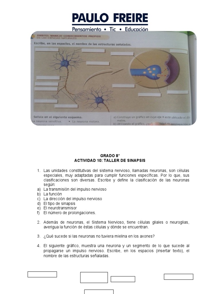 SINAPSIS | PDF | Sinapsis | Sistema nervioso
