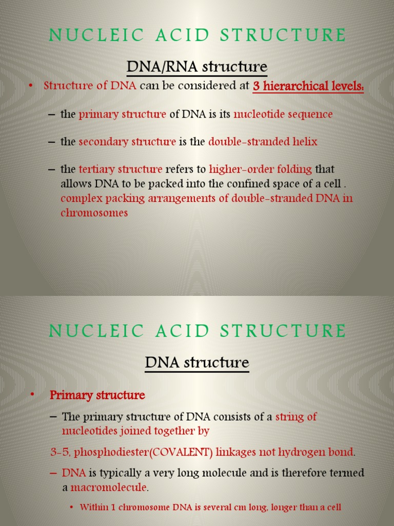 Understanding DNA Structure and Packing | PDF | Dna | Histone