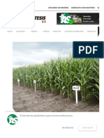 Resultados de Fuentes de Fósforo en Producción de Maíz - Revista AgroSíntesis PDF