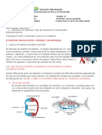 Grado 4 Ciencias Naturales Guía # 3 Sistema Circulatorio Cerrado