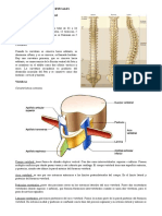 Vertebras Cervicales y Cuello